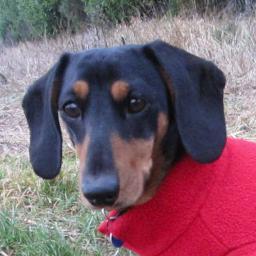 I'm short, I'm sweet and VERY opinionated.  I'm a dachshund, what do you expect?