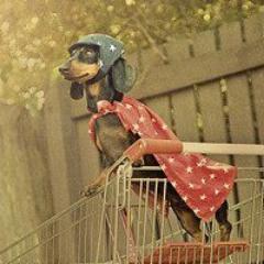 Purveyor of homemade deliciousness for dogs,cats and birds.. My biscuits bring all the dogs to the yard! Like us on facebook :) http://t.co/8q9SrHO5