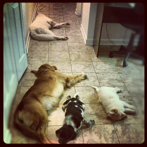 DogPeoplex3's profile picture. Proud parent of four beautiful, rowdy, messy, crazy, sweet, big, inside dogs. Sharing the hectic life with you.