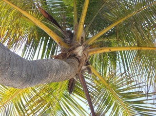 ametrinel's profile picture. 