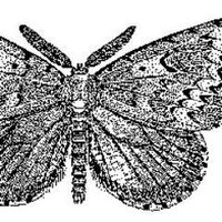 Revue Insectes OPIE (@af_insectes) 's Twitter Profile