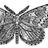 af_insectes's profile image