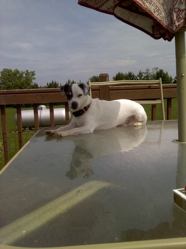 luvvlouie's profile picture. 