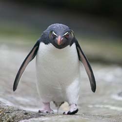 At first I was an Angry Penguin, then I discovered my twitter name had been taken... now I am an EXTREMELY #angrypenguin