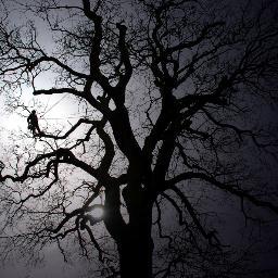 Local quality tree care based in and around Worcestershire by qualified Arborist. Views are my own