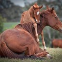 Vicki Hirsch - @Hirsch_VJ - Twitter