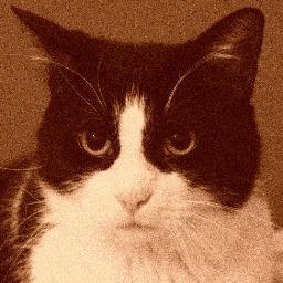 Duke42012633's profile picture. The meek shall inherit shit all!  
I sleep 17hrs a day. You remind me to visit my litter box.        
I want Ellen Degeneres to have my kittens!  Now Feed Me!