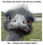 Curious about what all the little birdies are tweeting...