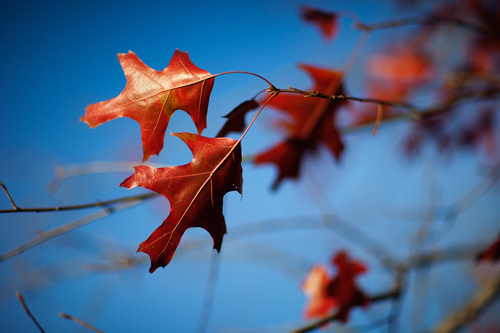 FSSolutions11's profile picture. 