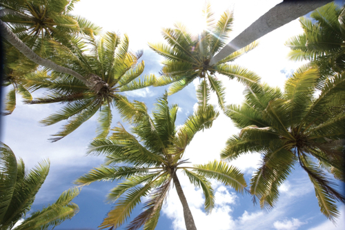 Calison68's profile picture. 