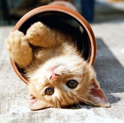猫が大好きです。
初心者ですがよろしくおねがいします。
