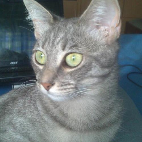 Danipunkgresive's profile picture. 