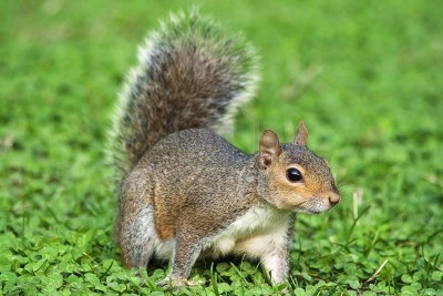 ¡Me encantan las nueces!