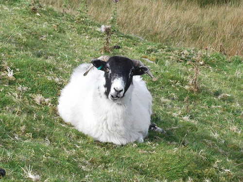 General walkistguided walkist, backpacker, bagger extryordinaire, dipper. Hobbies are sleeping, world peace and being Secretary of Crook and Weardale Ramblers