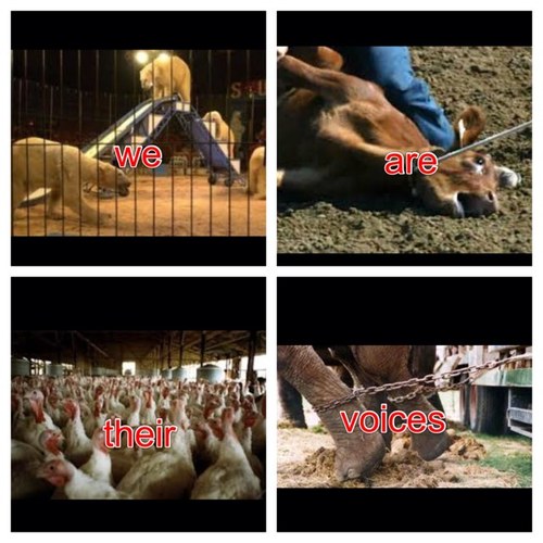 We are the voice of the animals, so lets stand toghther and fight the awful crulety. Please help me raise awareness for these animals.