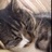 neko_356's profile image