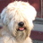 shesroom19's profile image