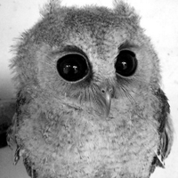 DareFeak (@feak_) 's Twitter Profile