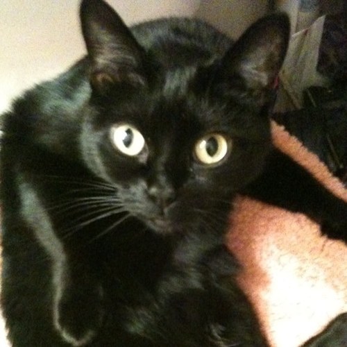 DeniseFlores175's profile picture. 