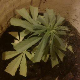 Alto Valle Grow Shop