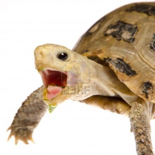 Im tom the Tortoise