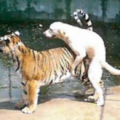 ThePointer69's profile picture. Acróbata vaginal extremo