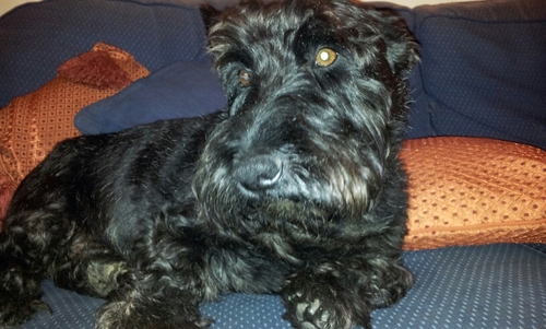 dickinson_simon's profile picture. Sport mad, Love the darts and Everton.
We live in an era of smartphones and stupid people.