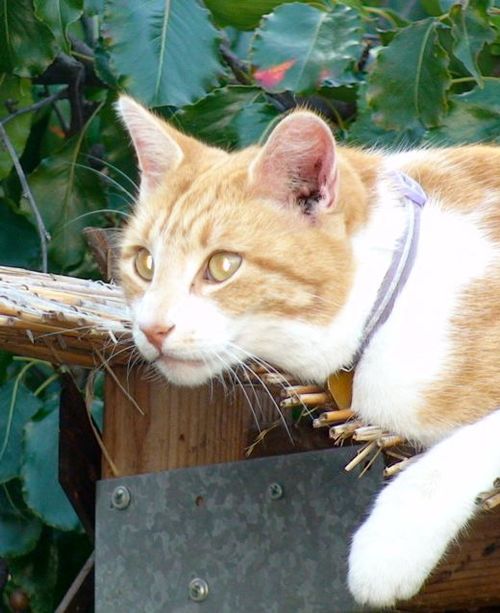 HawkieFriend's profile picture. 