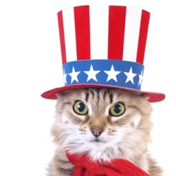 Ask not what your country can do for you ... ask what's on TV. Yep, that's our dumb America re-electing Obama. I'm a freakin' cat and even I can see the stupid.