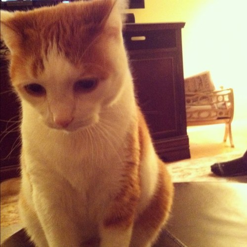 im a fat cat and I love to eat. my middle name is economy, get over it. thats all you need to know. meow.