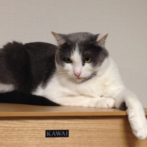 yoichiro0903's profile picture. 