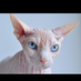 tope (@perroescarso) Twitter profile photo tope (@perroescarso) Twitter profile photo