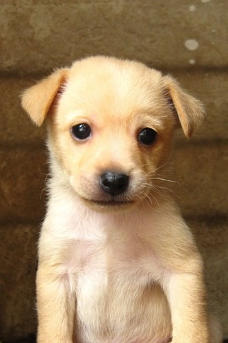 Biggest One Direction fan EVA! Their music makes my heart melt. Looking to meet all types of fans. I live in Nevada. My puppy is cute huh?