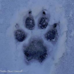 Sign petition to make Gray Wolf  USA's national symbol. Stop the killing now.