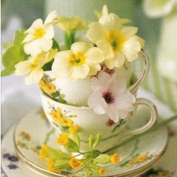✨✨✨انا لن اغيب وان غبت يومًا سأشرق في ضحكات الصغار ✨✨