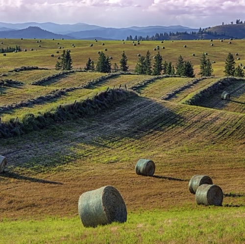 OakRidgeHayCo's profile picture. Watching Food Production, Safety, & Ag Practices. Don't accept info from a Gov’t that tells us ‘Food’ is safe, & make drugs to fight the junk they are selling