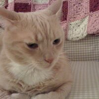 tobyzebra (@tobyzebra) 's Twitter Profile