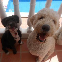 ThePawSociety's profile picture. Europe's premier website for dog and cat products and services. We have a wide range of Dog Friendly Cottages, Dog Friendly Hotels, Dog Friendly B&B, Dog Friend