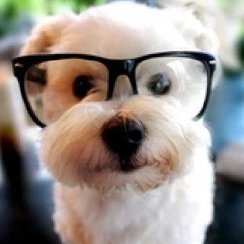 daveralphlaurin's profile picture. A finally found WSM Co-Leader! Play MW3 all day and might as well get Black Ops and Black Ops II. MW3 Ally Code: 5175-9826-7812.