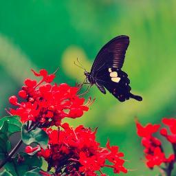 Fotografer amatir