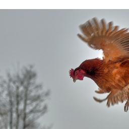 FlyingChicken66's profile picture. 