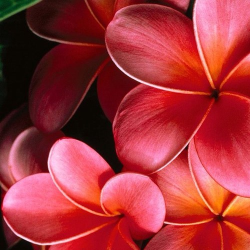 assaraella's profile picture. 