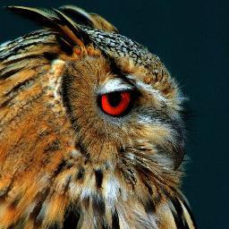 himajin_X's profile picture. 