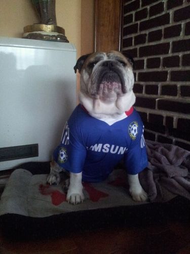 felipgama83's profile picture. 