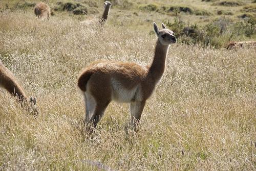 cheamboy's profile picture. 