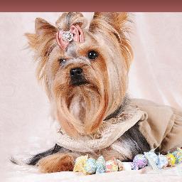 betty s teacup yorkies calgary betty s mini yorkies bettysminiyorki betty s teacup yorkies calgary betty s mini yorkies bettysminiyorki