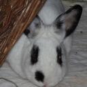 Susan Stienstra - @SSVBunny - Twitter