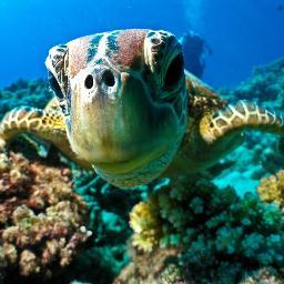 Sea turtles are becoming endangered in the Great Barrier Reef as a result of climate change. Save the Sea Turtles by following this page! Do your part and HELP!