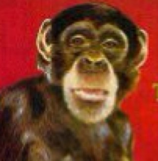 Not nerd, but still genious, Indonesia asli keturunan manusia trinil pitecantrophus erectus.