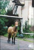 Pripyat Horse